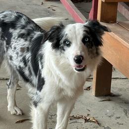Girl 1 - Blue merle female Border Collie puppy in Tylertown, Mississippi from Cool Meadow Farms