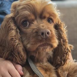 Penny - Cocker Spaniel