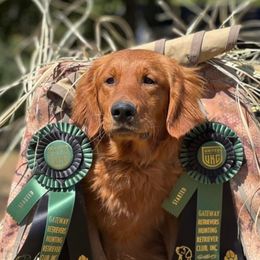 Goose - Golden Retriever