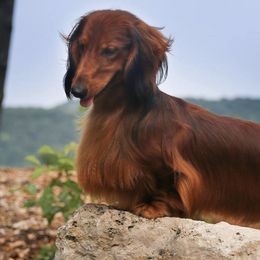 Dachshunds from Boombay
