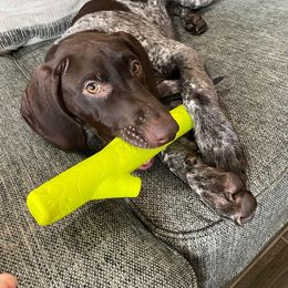 German Shorthaired Pointer Puppies from Southern Lands Kennels