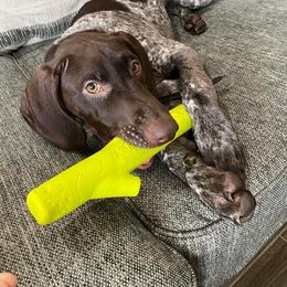 German Shorthaired Pointer Puppies from Southern Lands Kennels