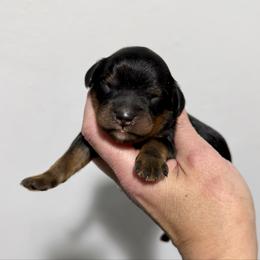 Fudge - Black and tan male Cavapoo puppy in Spokane, Washington from Treasured Cavaliers of the Pacific Northwest