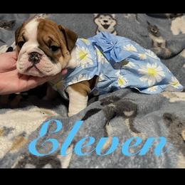 Eleven - Red and white female Bulldog puppy in Nampa, Idaho from Davis Bullies