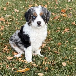 Willow - Merle female Bernedoodle puppy in Las Vegas, Nevada from Perfect Bernedoodles