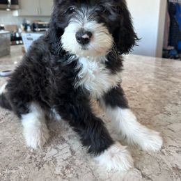 Sheepadoodle puppies from Kings Doodles