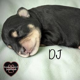 2 DJ - Black male Schnoodle puppy in Saint Augustine, Florida from Gunnie Luv, LLC