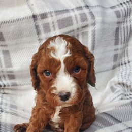Green Boy - Red male Cavapoo puppy in Wisconsin from Catch A Cavapoo