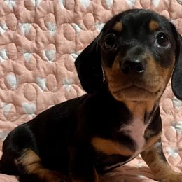 Dachshunds from LeighAnne's Dachshunds