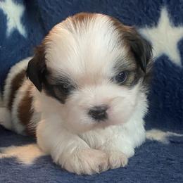 Girl 2 - Tricolor Shih Tzu puppy in Wooster, Ohio from Mending Hearts Shih Tzu's