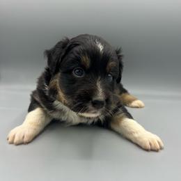 Glenn - Black tri-color male Australian Shepherd puppy in Scottsville, Virginia from Cedar Creek Aussies