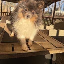 Wrangler - Blue parti male Pomeranian puppy in Lanett, Alabama from H.P.P