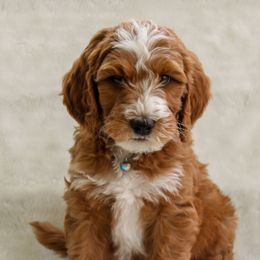 Bernedoodle and Goldendoodle Puppies from Delta Doodles and Poodles