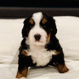 Bernese Mountain Dog Puppies from Bluffside Berners