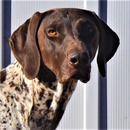 Sig  - German Shorthaired Pointer