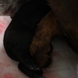 Sugarplum - Black and tan female Dachshund puppy in Oklahoma City, Oklahoma from Hamm Weenies  AKC (Dachshunds)