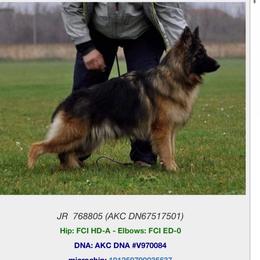 Daca Bemiki - German Shepherd
