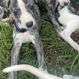 Whippet Puppies from Shannon Whippets