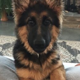 German Shepherd Puppies from Chapel Hill Shepherds