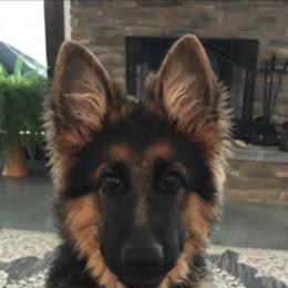 German Shepherd Puppies from Chapel Hill Shepherds
