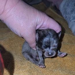 Claus - Blue merle male Pomeranian puppy in Angleton, Texas from Pomeranian Palace, LLC