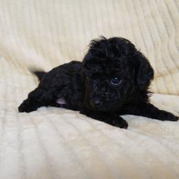 Mitchell - Black male Poodle puppy in Blanch, North Carolina from Faithful Hearts Kennel