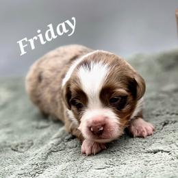 Friday - Red merle male Toy Australian Shepherd puppy in Viking, Minnesota from Son Shine Farm