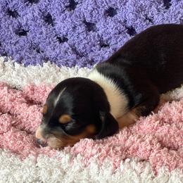 Birdie - Black and tan female Dachshund puppy in Vevay, Indiana from Works Farm Dachshunds