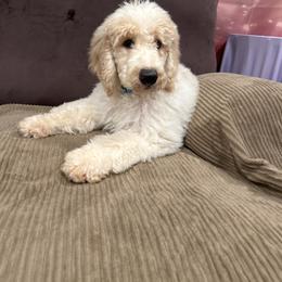 Zane - Parti male Poodle puppy in Mobile, Alabama from Semmy’s Standard Poodle LLC