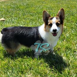 Dachshunds and Pembroke Welsh Corgis from TS Dachshunds and Corgis