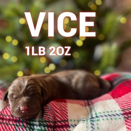 Vice - Chocolate male Labrador Retriever puppy in Puyallup, Washington from 12 Door Farm Labradors