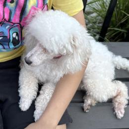 Dolly - White female Poodle puppy in Southfield, Michigan from Standard Hearts