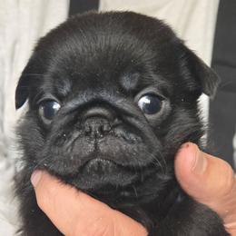 Boy2 - Black male Pug puppy in Cheyenne, Wyoming from Viking Kennel