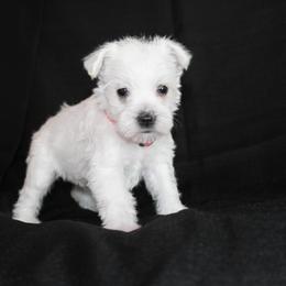 White Girl 2 Pink - White female Miniature Schnauzer puppy in Spring Hill, Florida from Suncoast Miniature Schnauzers