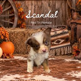 Scandal - Red tri female Miniature Australian Shepherd puppy in Oronogo, Missouri from Dutton's Show Me Farms