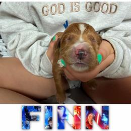 FINN - Red  male Goldendoodle puppy in Minneapolis, Minnesota from The Golden Roo