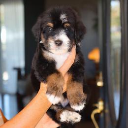 Poo - Tri-color male Bernedoodle puppy in Yuba City, California from Ranch House Doodles