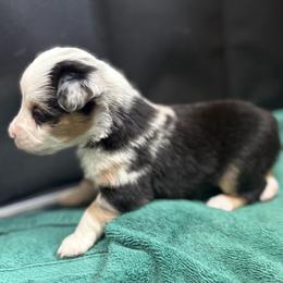 Snow White (Snowy) - Blue merle female Miniature Australian Shepherd puppy in Tecumseh, Oklahoma from Ashley's Aussies, LLC