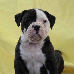 1 - male Alapaha Blue Blood Bulldog puppy in Grafton, Ohio from Eclipse Alapaha Kennels