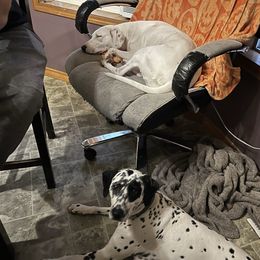 Dalmatian Puppies from Hallmark Dalmatians;