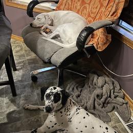Dalmatian Puppies from Hallmark Dalmatians;