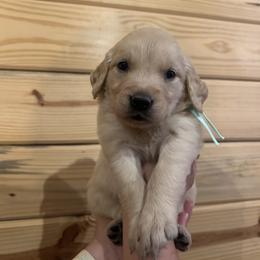 Lynn - Light golden female Golden Retriever puppy in Hendersonville, North Carolina from Apple Country Retrievers