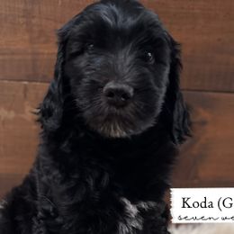 Goose - Black Goldendoodle puppy in Conway, New Hampshire from Arbor Grace Doodles