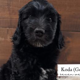 Goose - Black Goldendoodle puppy in Conway, New Hampshire from Arbor Grace Doodles