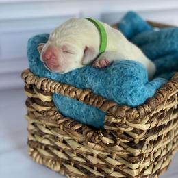 Green - Yellow male Labrador Retriever puppy in Houston, Texas from Alpha English Labs