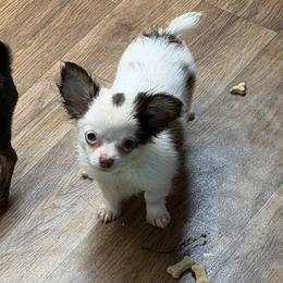 Dopey - Chocolate and white male Chihuahua puppy in Palmyra, Indiana from Country Star Chihuahuas