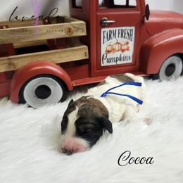 Cocoa - Sable male Poodle puppy in Mancelona, Michigan from Lavender poodles & doodles