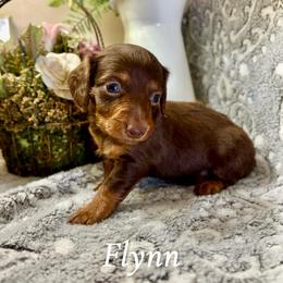 Flynn - Chocolate and tan male Dachshund puppy in Aiken, South Carolina from State Eight Dachshunds