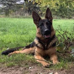 Iva - German Shepherd