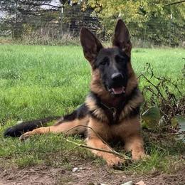 Iva - German Shepherd